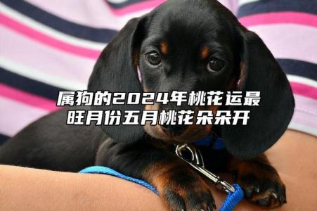 幾月桃花運最好 屬狗人2024年桃花最旺的月份