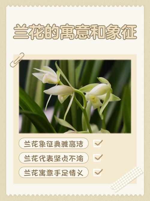 蘭花命是怎樣的命運