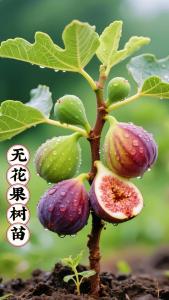 無花果的寓意和象征 無花果風水
