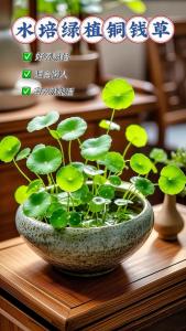 植物風水 陽臺種銅錢草好嗎