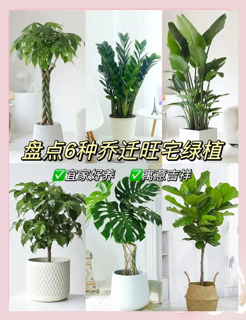 客廳財(cái)位放什么植物可以招財(cái)