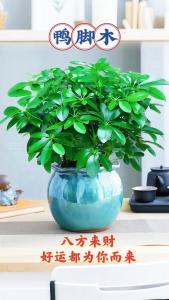 八種植物招財又旺宅，推薦家中養一盆