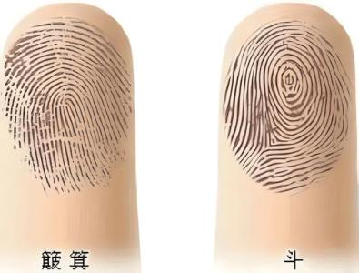 手指指紋，手指指紋斗，指紋看事業(yè)