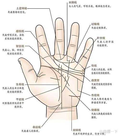 女孩智慧線長到掌邊代表什么 手相圖解大全