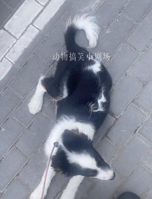 背后長白毛好嗎