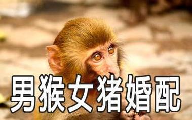 男猴配什么屬相最好 猴子跟豬屬相合不合