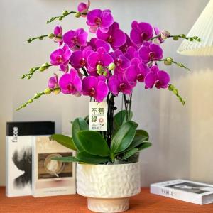 家里養(yǎng)蘭花財運好嗎 養(yǎng)哪些花招財