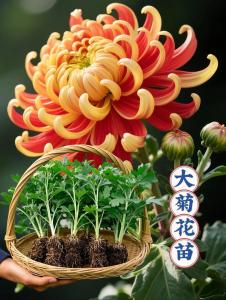 家里種植菊花風水&nbsp;注意菊花種植位置