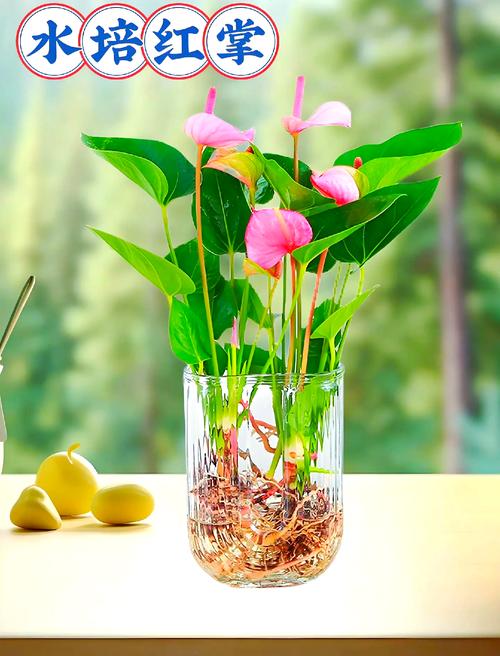 臥室放什么招桃花運(yùn) 仙人掌要避免