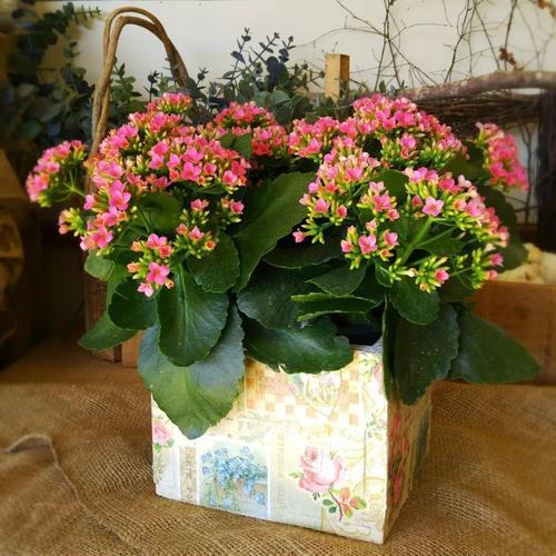 臥室養(yǎng)什么花 對(duì)桃花運(yùn)有幫助