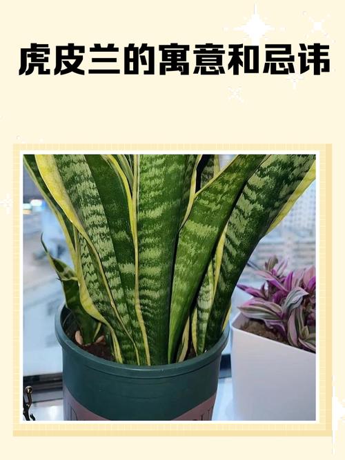 影響夫妻感情的風水  綠色植物不能放在臥室