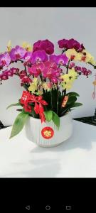 家里放什么花 能夠提升桃花運(yùn)