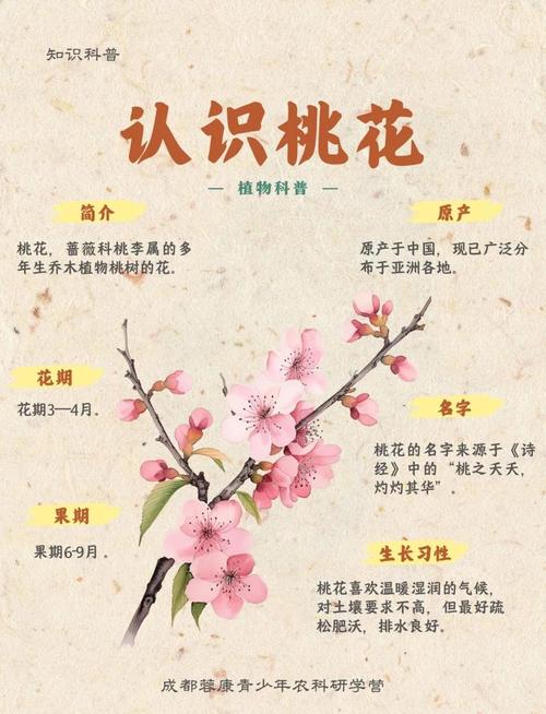 農歷四月誰的桃花最旺