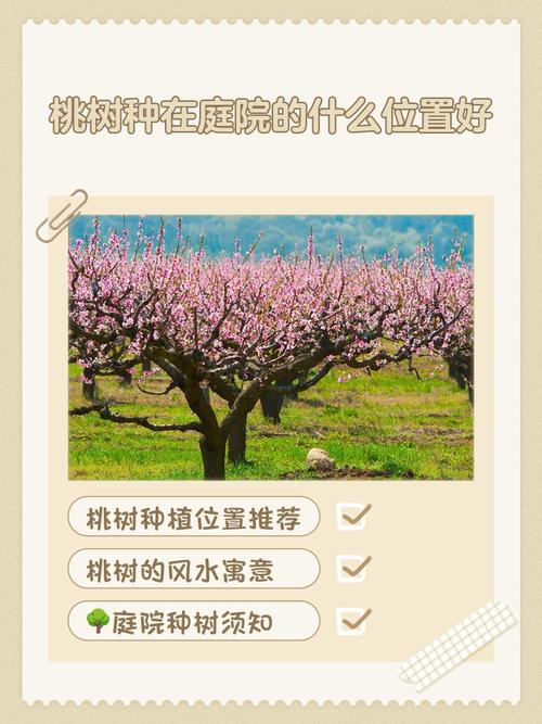 家中種桃花樹的風水 忌種在兇煞位