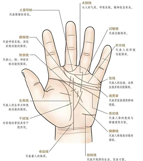 生命線和智慧線起點分開代表什么，共起點又是怎么回事？