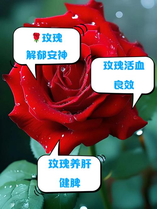 家里養(yǎng)什么招桃花運 紅玫瑰有大作用