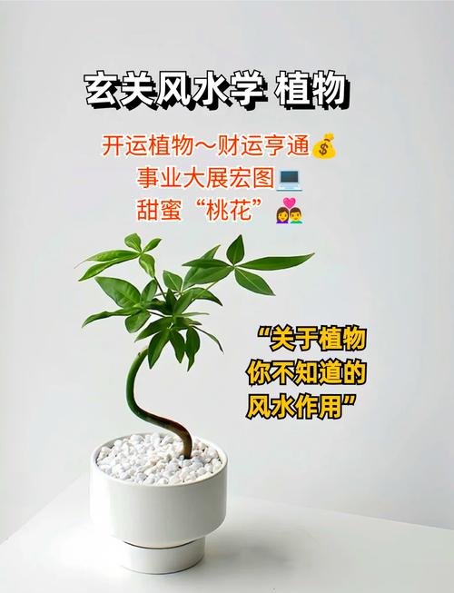 化解小三的風(fēng)水 善用植物壓制法
