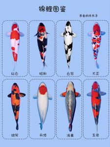 家里養幾條錦鯉好?