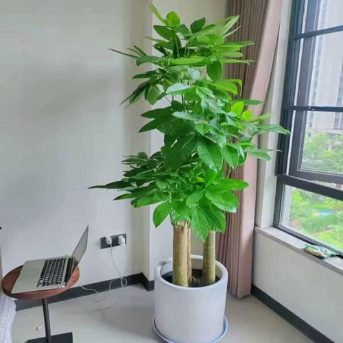客廳擺放發財樹能夠旺財嗎