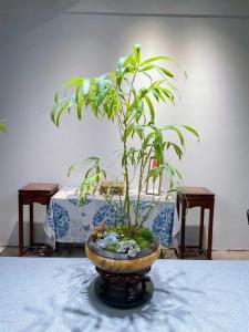佛肚竹的風水作用，養佛肚竹好不好