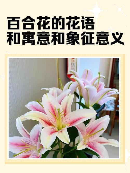 男士招桃花運(yùn)的方法 百合花招桃花維穩(wěn)愛情