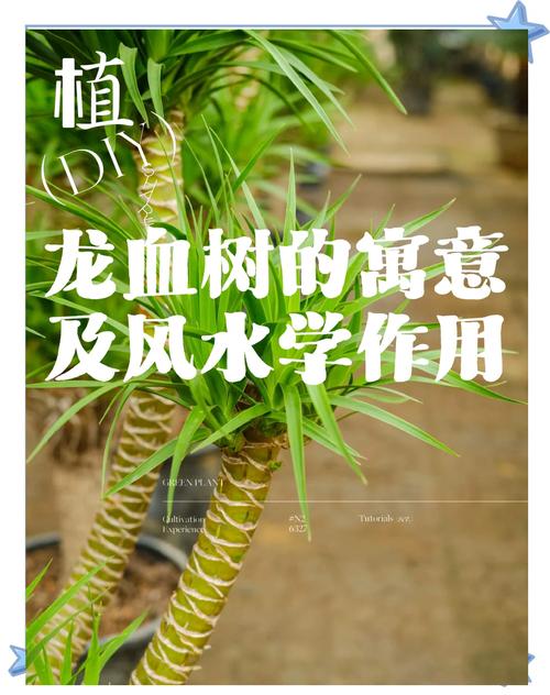 屬龍的幸運植物是什么 屬龍不能養(yǎng)什么植物詳解