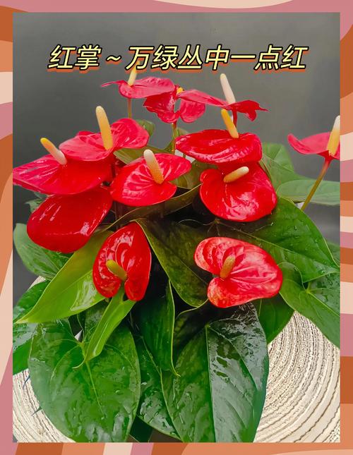 夫妻關系不好的風水 紅色的物品正在破壞你們的感情