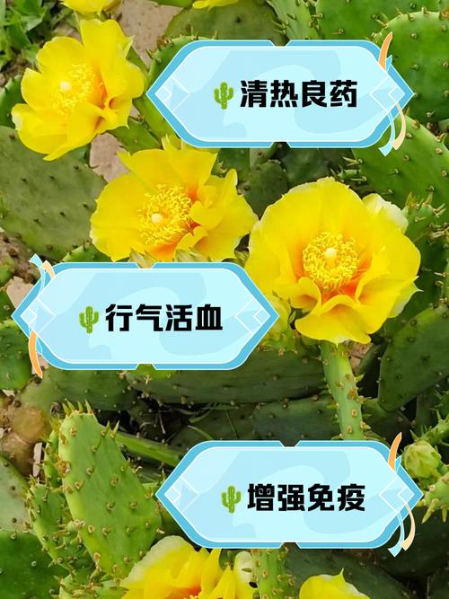 怎么樣斬斷桃花運 可以利用仙人掌