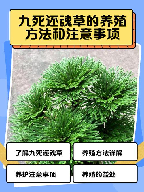 防第三者的風水 善用植物壓制法