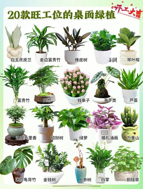辦公室養(yǎng)什么植物旺事業(yè)