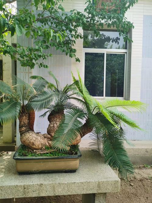 植物中的活化石：鐵樹放在室內(nèi)風(fēng)水好嗎