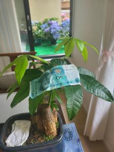 發(fā)財(cái)樹放大鈔好還是硬幣好