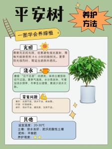 植物風水：平安樹怎么養？