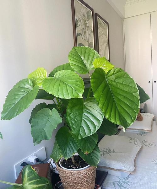 婚房風水不好怎么辦  宜選寬闊葉片的植物