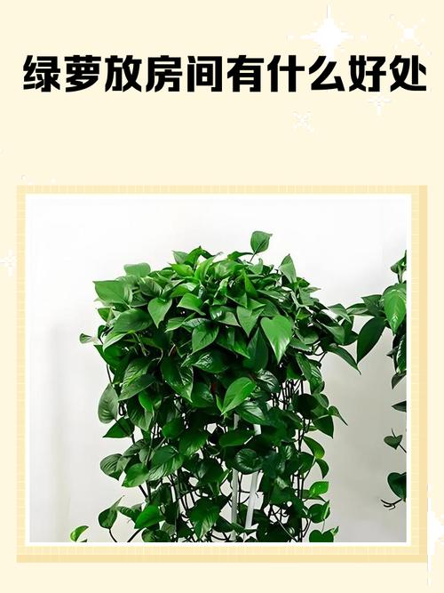 臥室里養(yǎng)綠蘿 影響夫妻感情