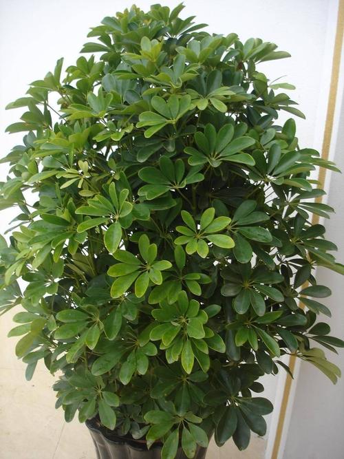 家里放什么可以斬斷桃花運  辟邪植物有奇效
