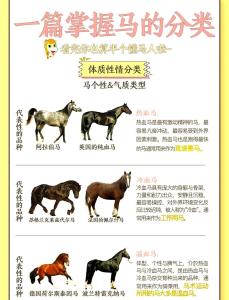 屬馬的去哪個方向發展好 2002年屬馬的事業發展方向