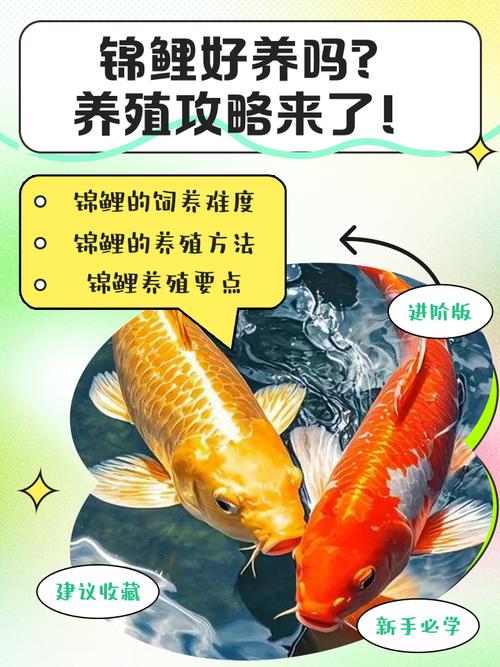 四季錦鯉魚的飼養(yǎng)方法
