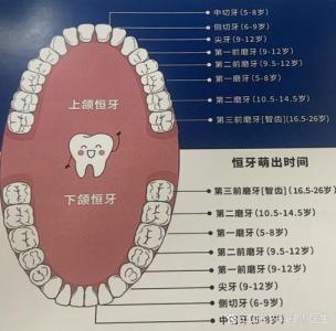 牙齒28顆是好命女人嗎 命運解析