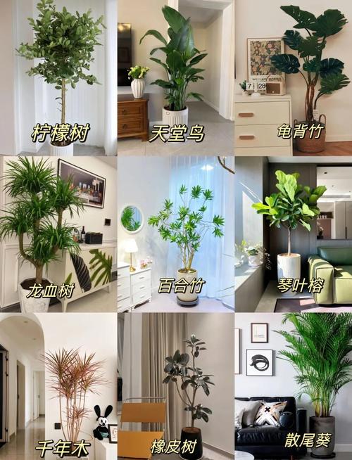 解析：4大客廳植物擺放風水常識