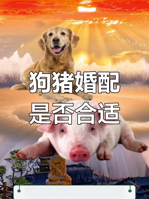 兩個人在一起要注意什么 生肖狗男和生肖豬配婚好嗎