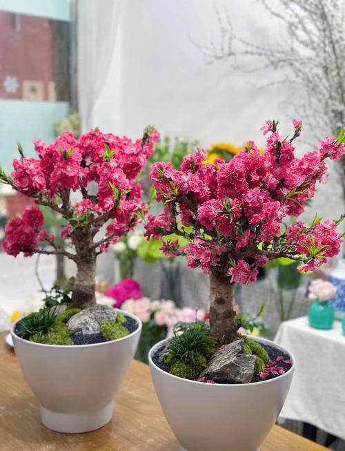 家里庭院種什么植物愛情風水好 桃花開盡桃花旺