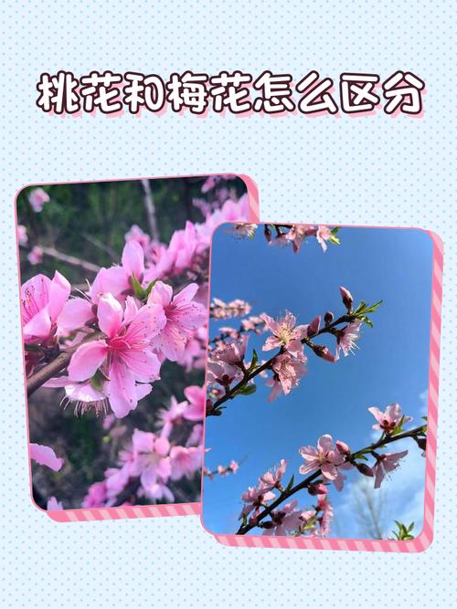 梅花和桃花哪個風水好 理所應當是桃花風水更好
