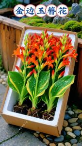 釵釧金命適合養(yǎng)花嗎 養(yǎng)什么植物好