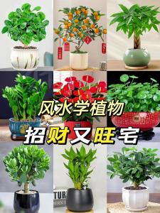 睡房怎么招桃花運 小盆栽可以轉運