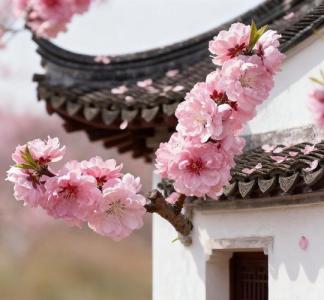 離婚位風(fēng)水怎么化解 粉色布景利桃花