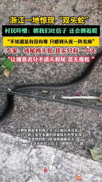 在家門口看到蛇好不好 是什么預兆