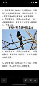 喜鵲登門有什么預兆 飛進家里的寓意是什么