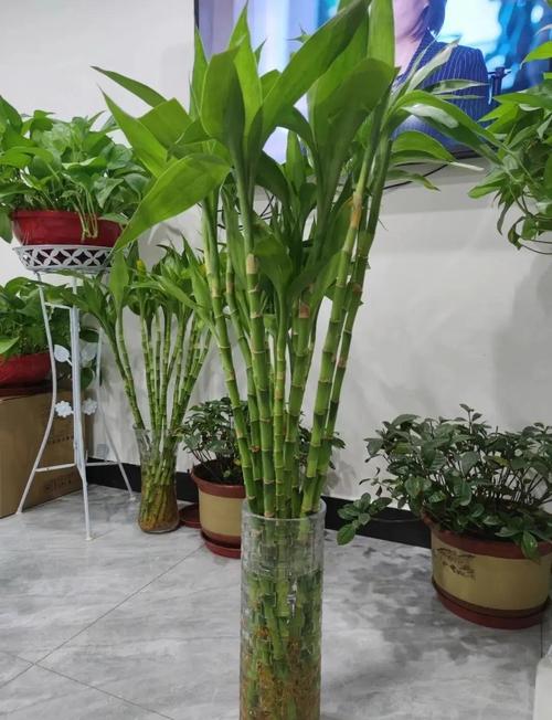 男人招桃花運(yùn)比較靈的辦法 旺桃花運(yùn)的植物有哪些