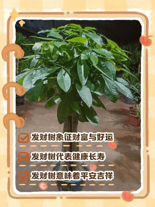 綠植與婚姻風水的關系   發財樹得財帛之寧